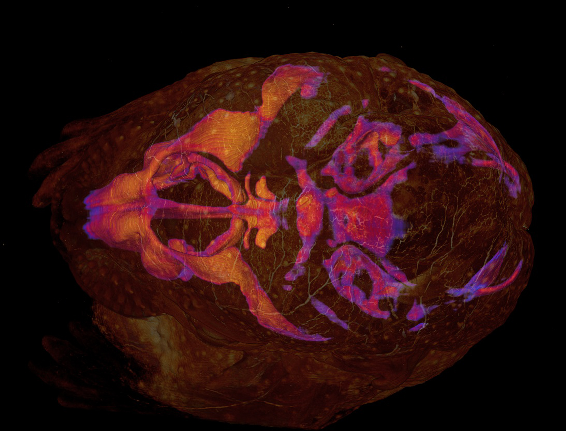 AAA BioArt Competition awards Richtsmeier Lab members for stunning visualization of the mouse chondrocranium