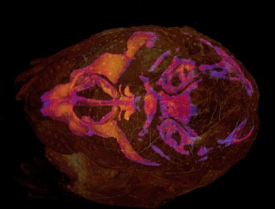 AAA BioArt Competition awards Richtsmeier Lab members for stunning visualization of the mouse chondrocranium